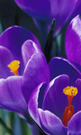 pic for 480x800 purple tulip 480 800